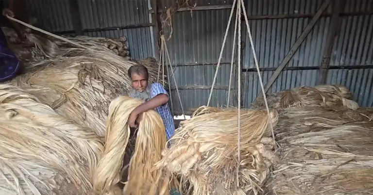 পাট পরিমাপ করা হচ্ছে